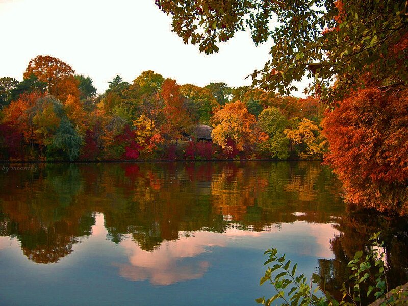 Autumn Trees by Lake — Orange, Serene, Photograph, Reflection, Sky