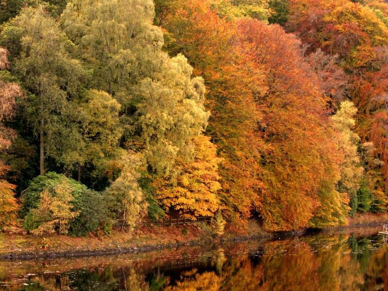 Autumn Trees by Lake — Orange, Serene, Photograph, Reflection