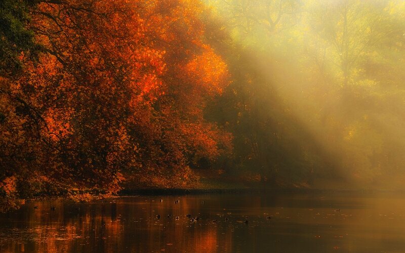 Autumn Trees by Lake — Orange, Serene, Photograph, Sunlight, Birds