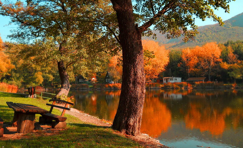 Autumn Trees by Lake — Orange, Serene, Photograph, Tree