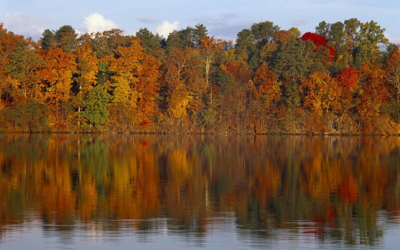 Autumn Trees by Lake — Orange, Sky