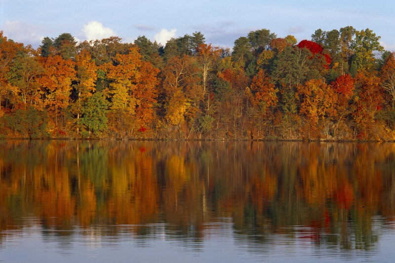 Autumn Trees by Lake — Orange, Yellow