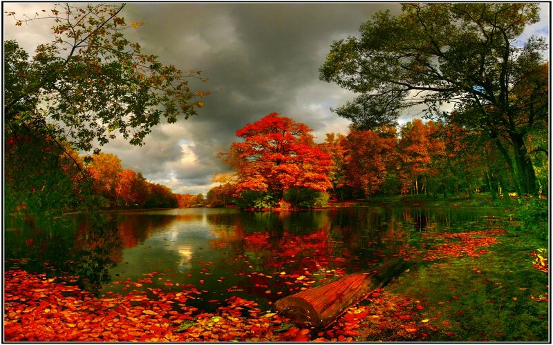 Autumn Trees by Lake — Red, Dramatic, Photograph