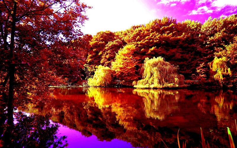 Autumn Trees by Lake — Red, Dramatic, Photograph, Willow Tree