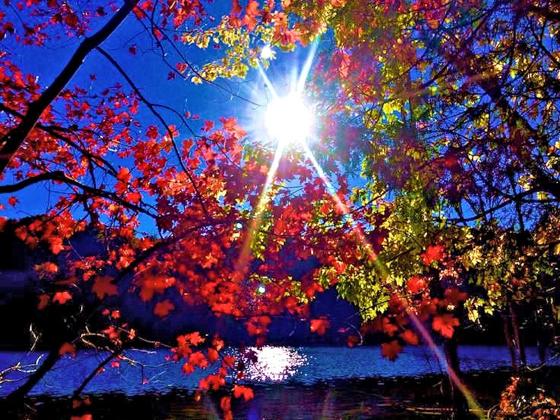 Autumn Trees by Lake — Red, Dramatic, Sunset, Photograph