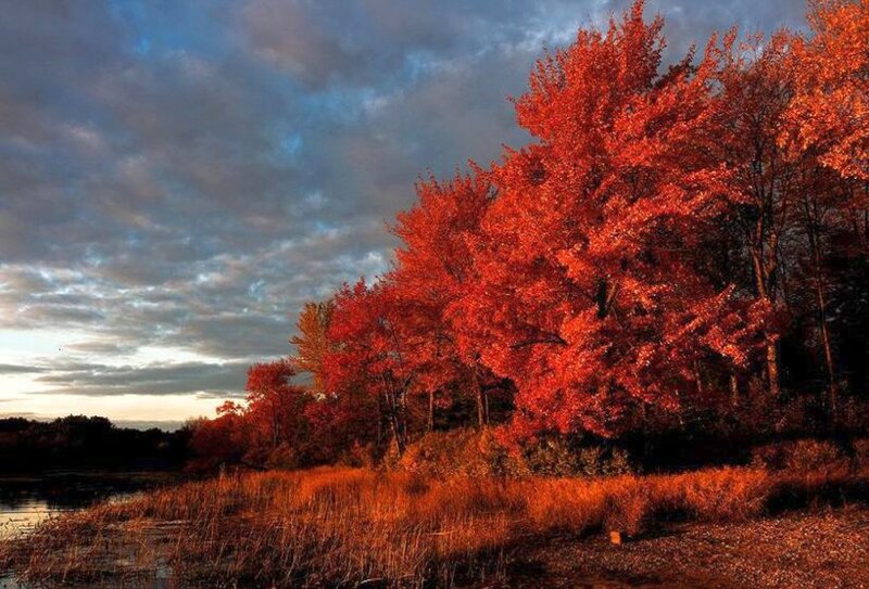 Autumn Trees by Lake — Red, Dramatic