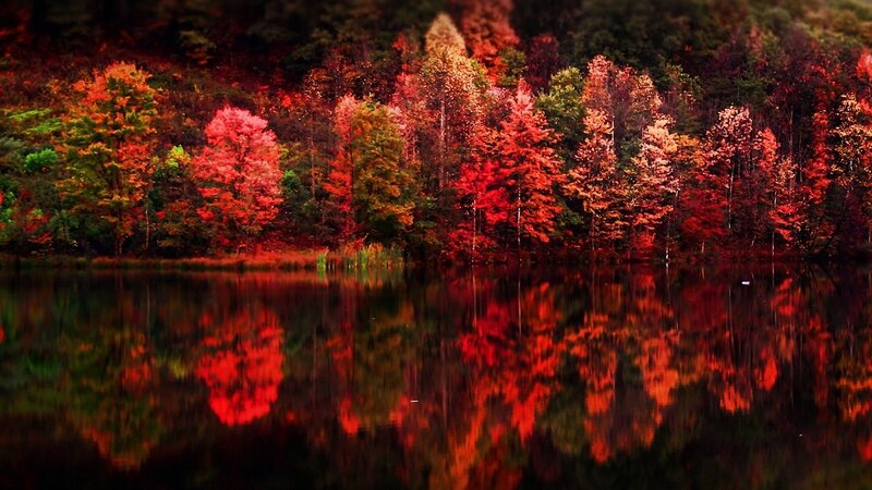 Autumn Trees by Lake — Red, Photograph