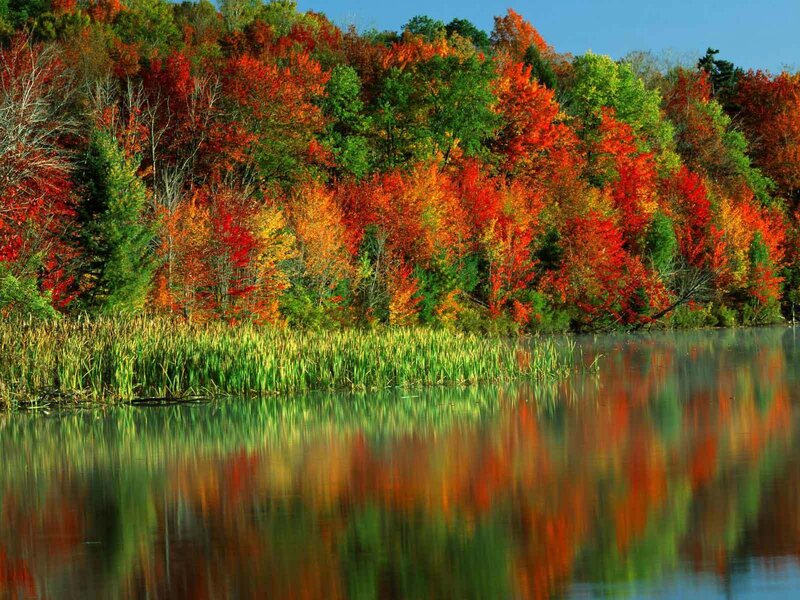 Autumn Trees by Lake — Red, Reeds
