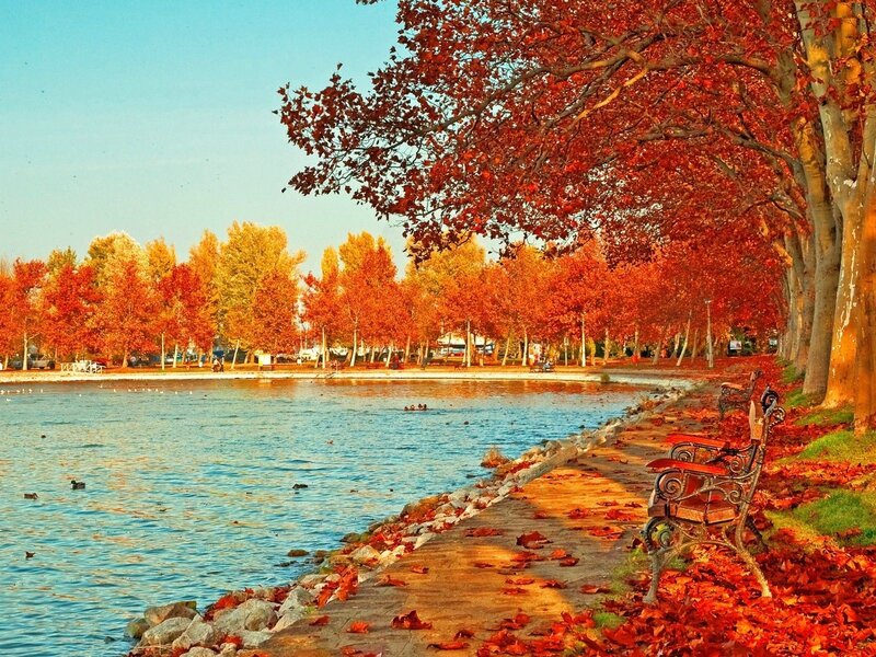 Autumn Trees by Lake — Red, Serene, Photograph, Bench