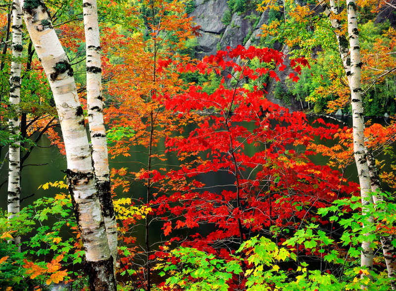 Autumn Trees by Lake — Red, Serene, Photograph, Birch Trees, Maple Leaves