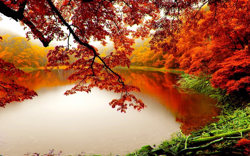 Autumn Trees by Lake — Red, Serene, Photograph, Branches, Reflection