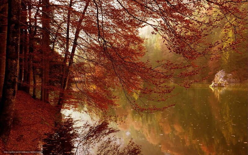 Autumn Trees by Lake — Red, Serene, Photograph, Fallen Leaves, Sunlight