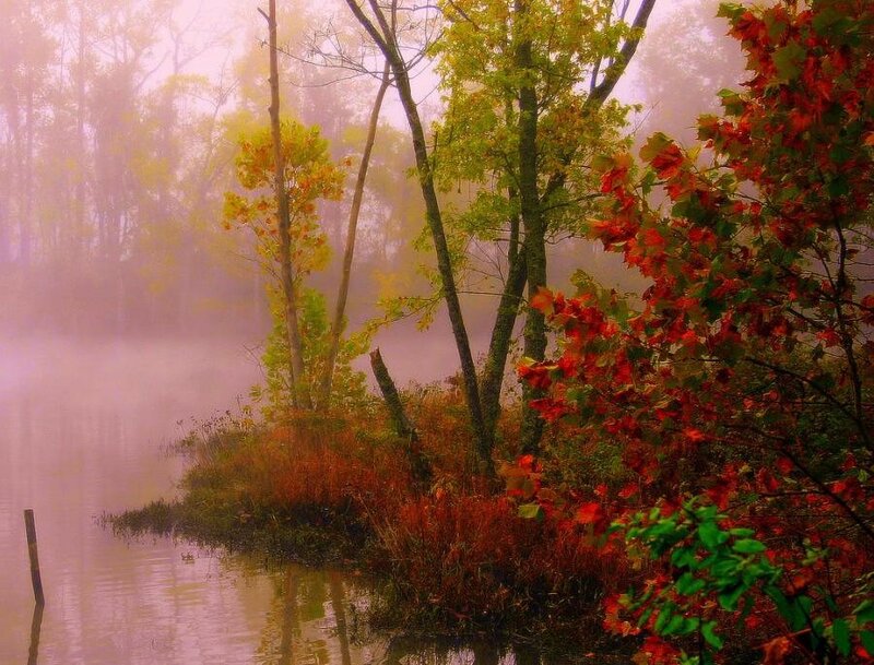 Autumn Trees by Lake — Red, Serene, Photograph, Fog