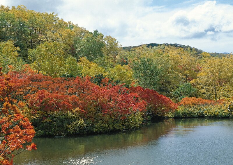 Autumn Trees by Lake — Red, Serene, Photograph, Forest, Sky