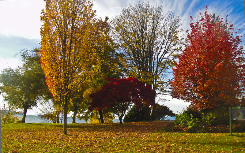 Autumn Trees by Lake — Red, Serene, Photograph, Grass
