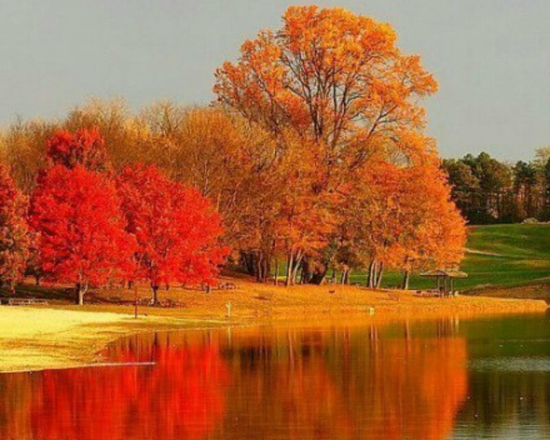 Autumn Trees by Lake — Red, Serene, Photograph, Grassy Hill