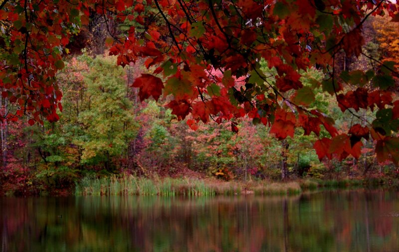Autumn Trees by Lake — Red, Serene, Photograph, Leaves, Green