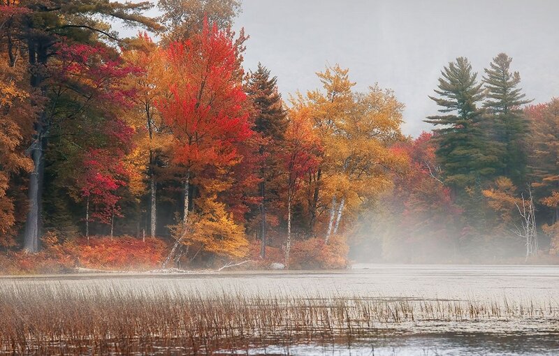 Autumn Trees by Lake — Red, Serene, Photograph, Mist