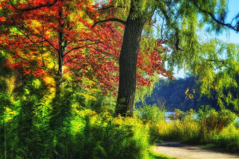 Autumn Trees by Lake — Red, Serene, Photograph, Path