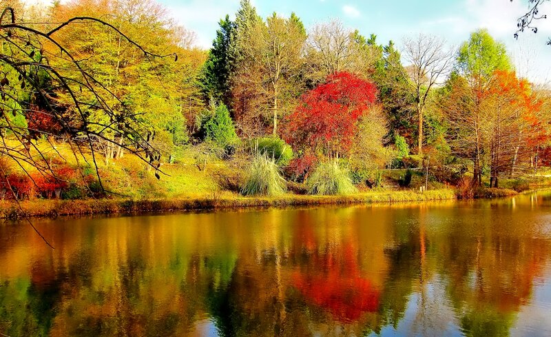 Autumn Trees by Lake — Red, Serene, Photograph, Reflection, Branches