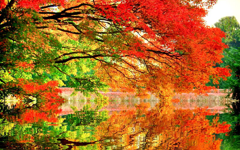 Autumn Trees by Lake — Red, Serene, Photograph, Reflection, Fall Foliage