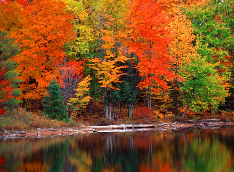 Autumn Trees by Lake — Red, Serene, Photograph, Reflection, Fallen Logs