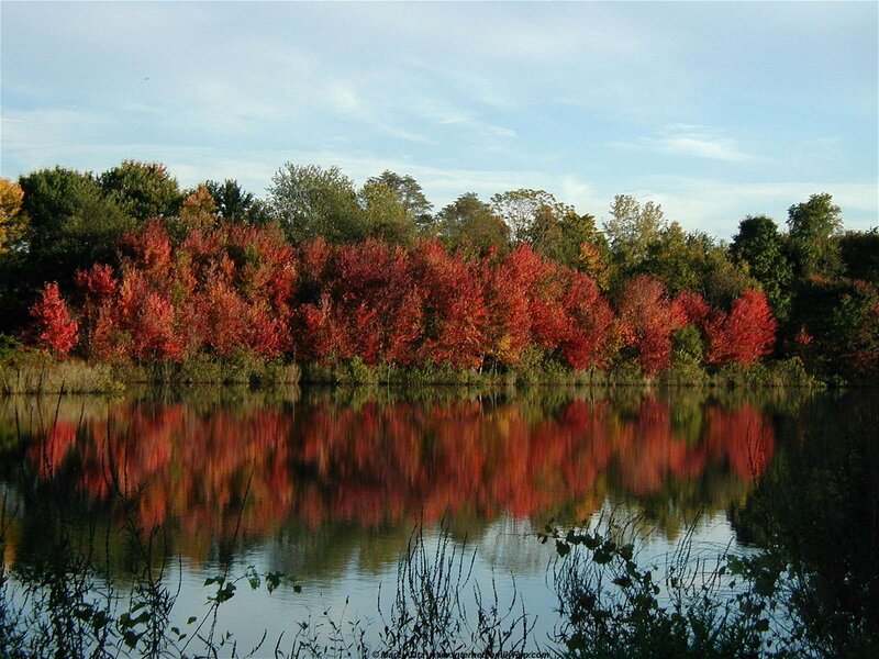 Autumn Trees by Lake — Red, Serene, Photograph, Sky, Reflection