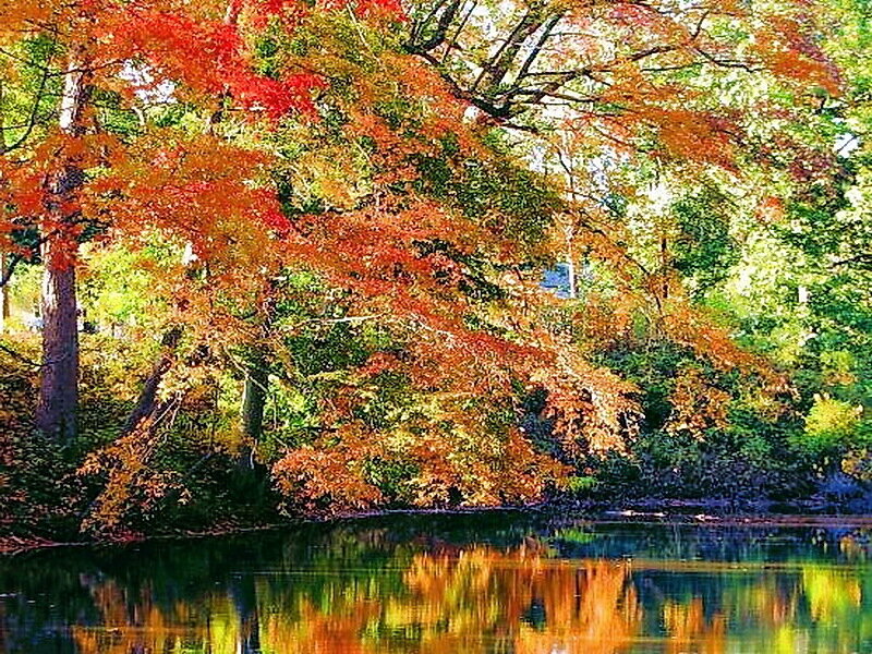 Autumn Trees by Lake — Red, Serene