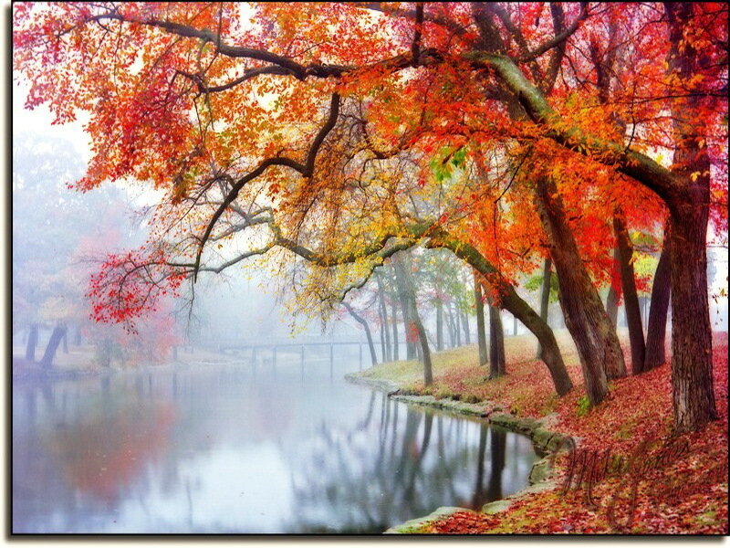 Autumn Trees by Lake — Red