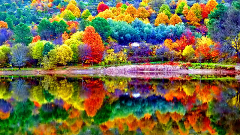 Autumn Trees by Lake — Red, Vibrant