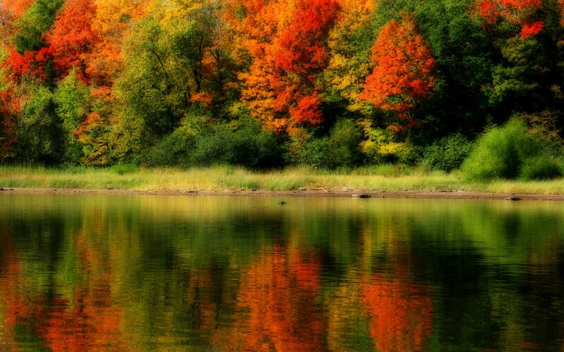 Autumn Trees by Lake