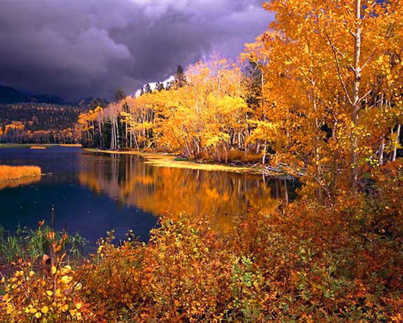 Autumn Trees by Lake — Yellow, Dramatic, Photograph