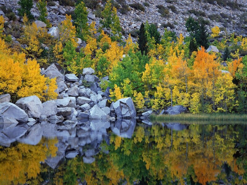 Autumn Trees by Lake — Yellow, Green