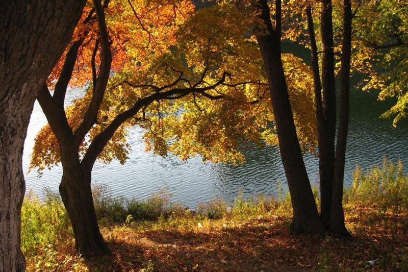 Autumn Trees by Lake — Yellow, Serene, Photograph, Fallen Leaves