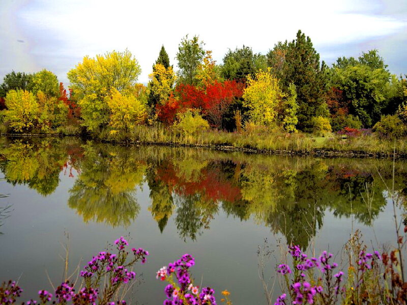 Autumn Trees by Lake — Yellow, Serene, Photograph, Flowers