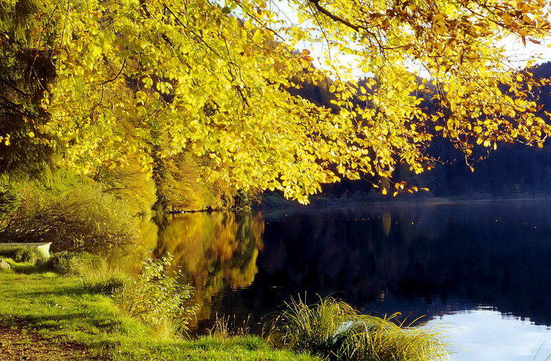Autumn Trees by Lake — Yellow, Serene, Photograph, Grass, Sky