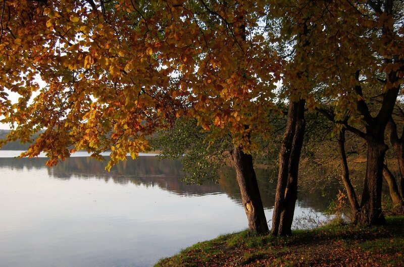 Autumn Trees by Lake — Yellow, Serene, Photograph, Leaves, Grass