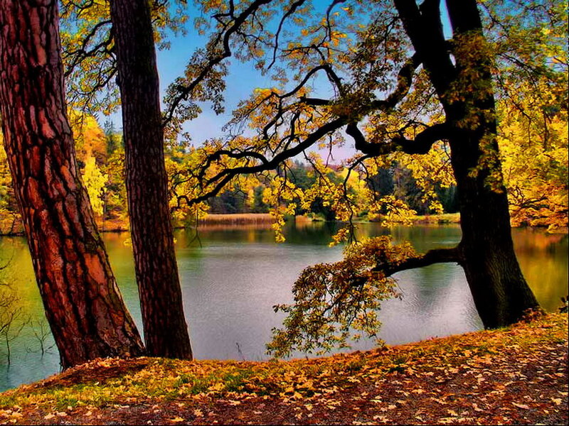 Autumn Trees by Lake — Yellow, Serene, Photograph, Leaves, Sky