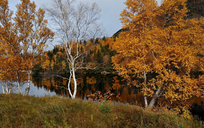 Autumn Trees by Lake — Yellow, Serene, Photograph, Mountain, Grass