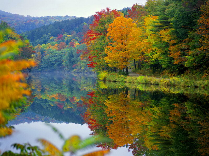 Autumn Trees by Lake — Yellow, Serene, Photograph, Path, Forest