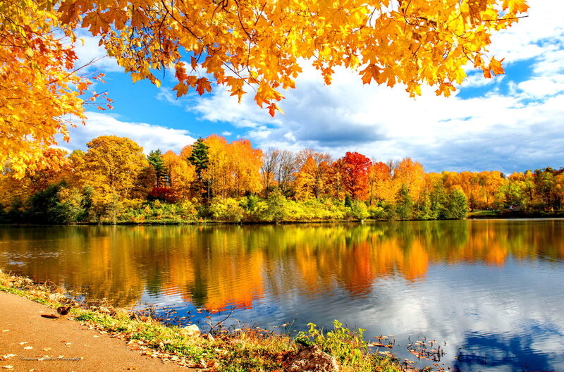 Autumn Trees by Lake — Yellow, Serene, Photograph, Path, Sky