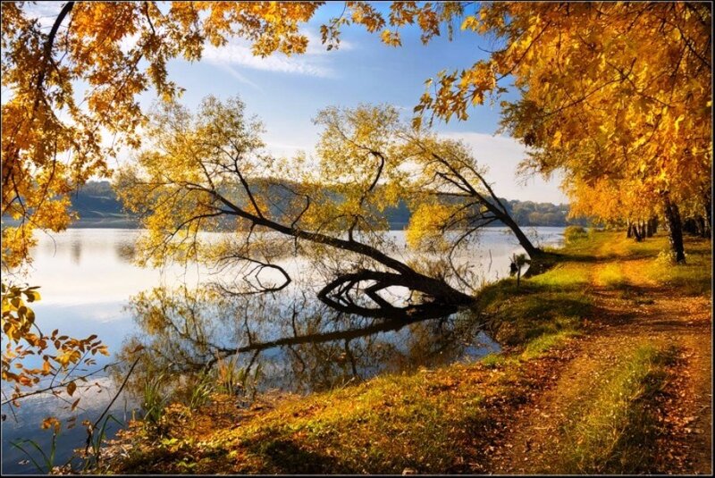 Autumn Trees by Lake — Yellow, Serene, Photograph, Path