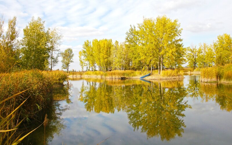 Autumn Trees by Lake — Yellow, Serene, Photograph, Reeds