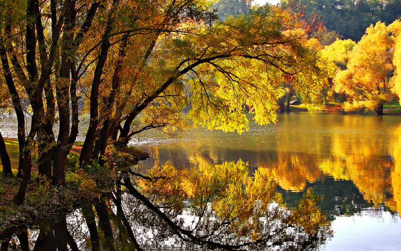 Autumn Trees by Lake — Yellow, Serene, Photograph, Reflection, Fall Foliage