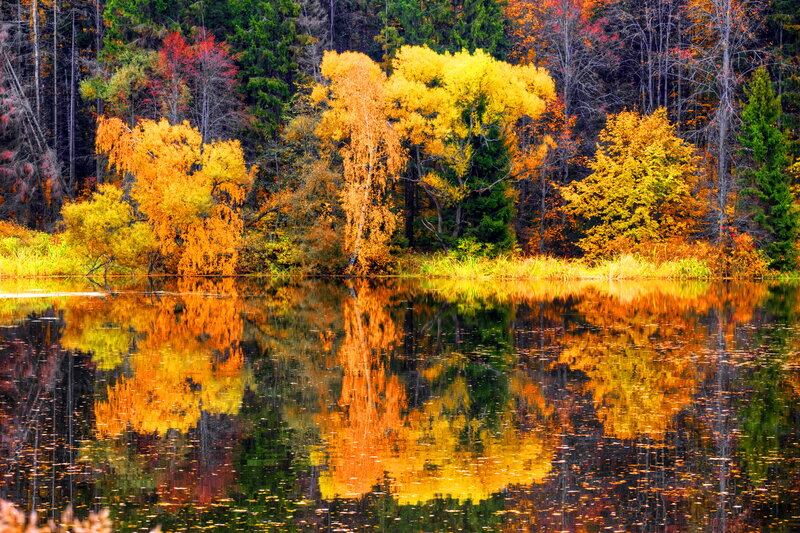 Autumn Trees by Lake — Yellow, Serene, Photograph, Reflection, Forest