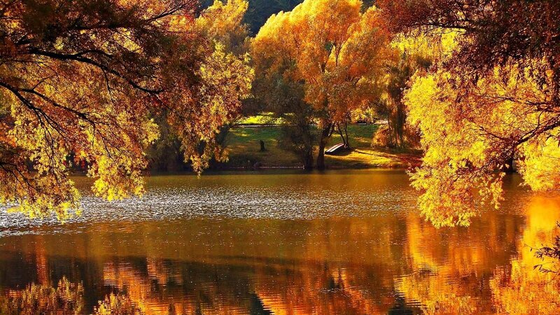 Autumn Trees by Lake — Yellow, Serene, Photograph, Reflection, Grass