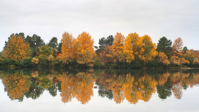 Autumn Trees by Lake — Yellow, Serene, Photograph, Reflection, Sky