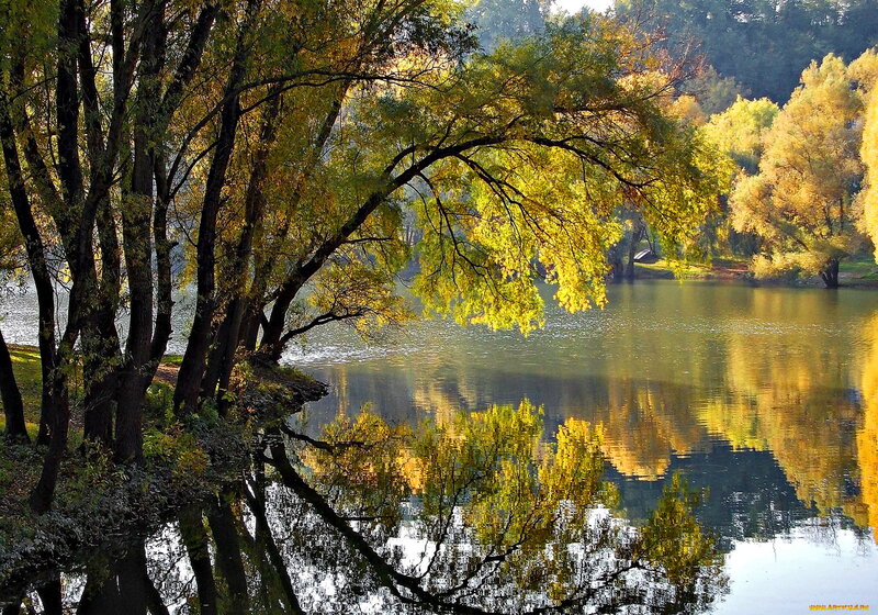 Autumn Trees by Lake — Yellow, Serene, Photograph, Reflection, Sunlight
