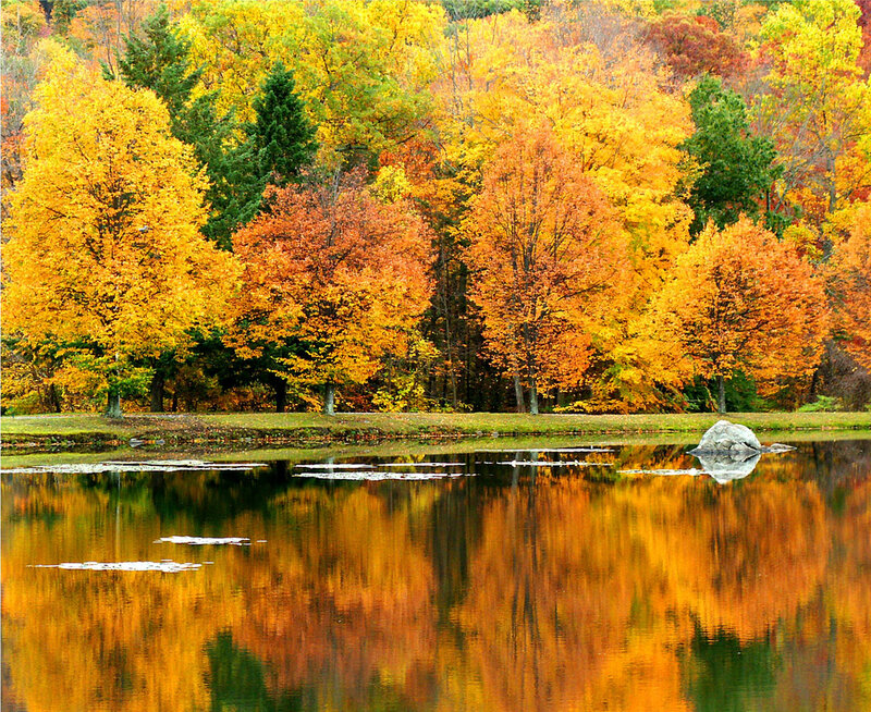 Autumn Trees by Lake — Yellow, Serene, Photograph, Rock