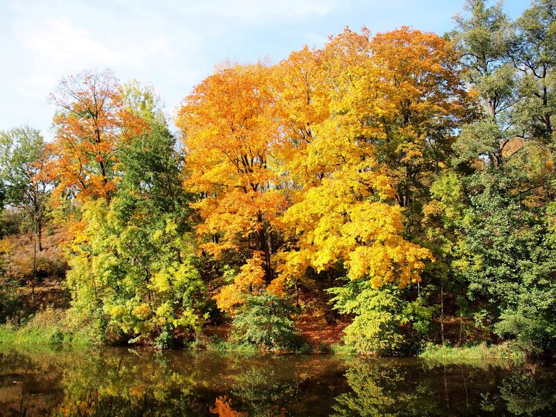 Autumn Trees by Lake — Yellow, Serene, Photograph, Sky, Orange